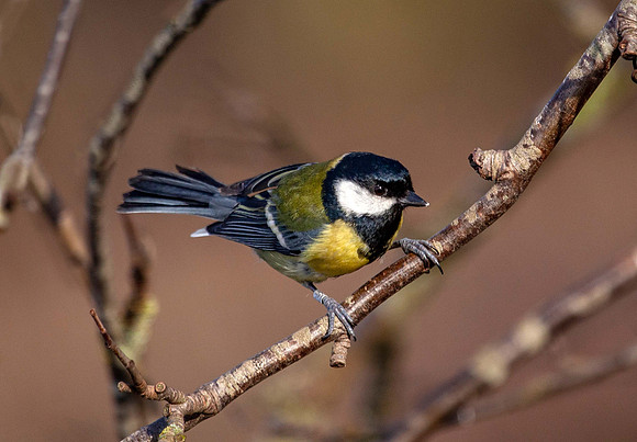 Great Tit - (Periparus ater) Thornton Res. UK