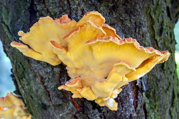 Chicken of the woods (Laetiporus sulphureus)