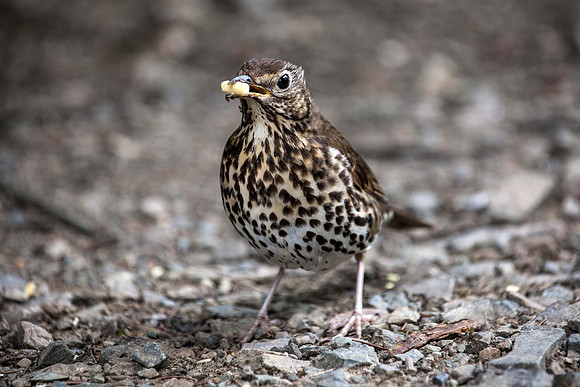 Thrush - (Turdus philomelos) Picton UK