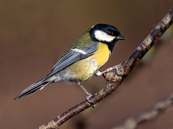 Great Tit - (Periparus ater) Thornton Res. UK