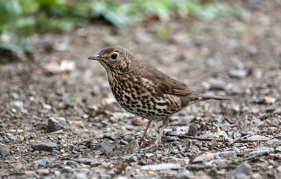 Thrush - (Turdus philomelos) Picton UK
