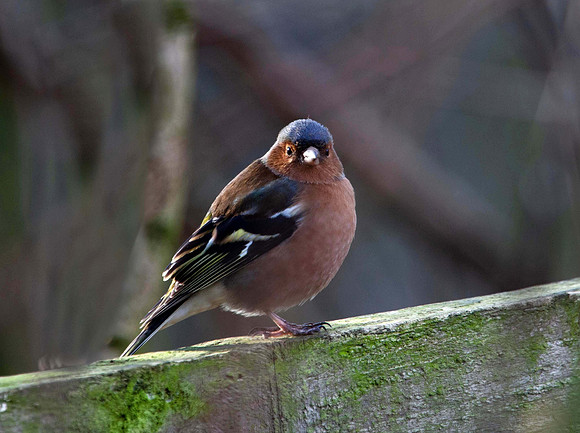 Chaffinch (Fringilla coelebs) Leicestershire UK