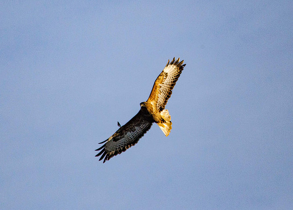 Buzzard - (Buteo buteo) Syston UK
