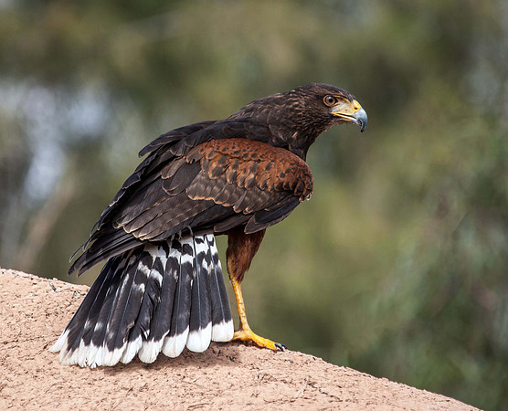 Harris Hawk - (Parabuteo unicinctus) Lanzarote
