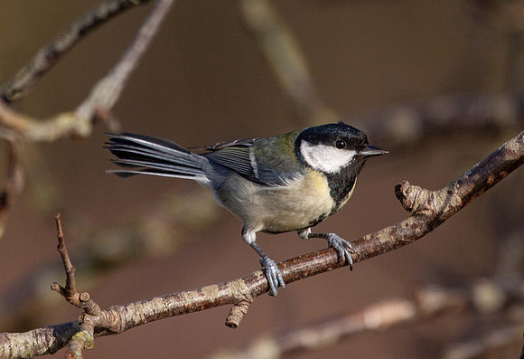 Coal Tit (Periparus ater) Thornton Res. UK