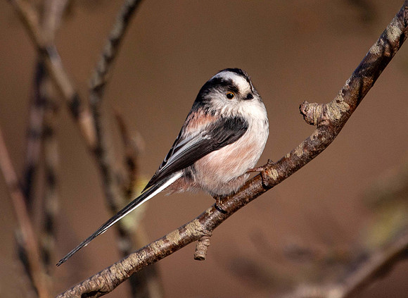 Long Tailed Tit _ (Aegithalos caudatus) Thornton Res. UK