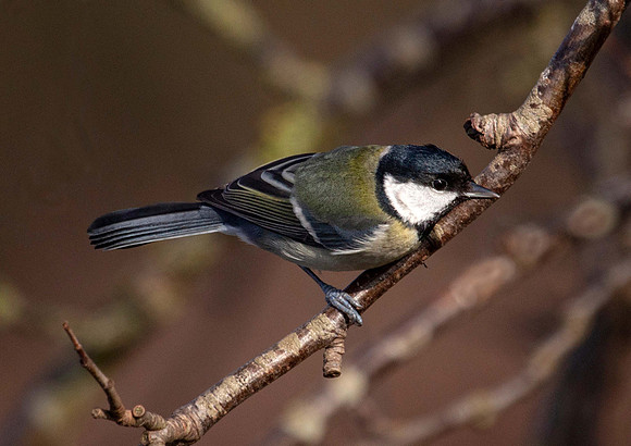 Coal Tit- (Periparus ater) Thornton Res. UK