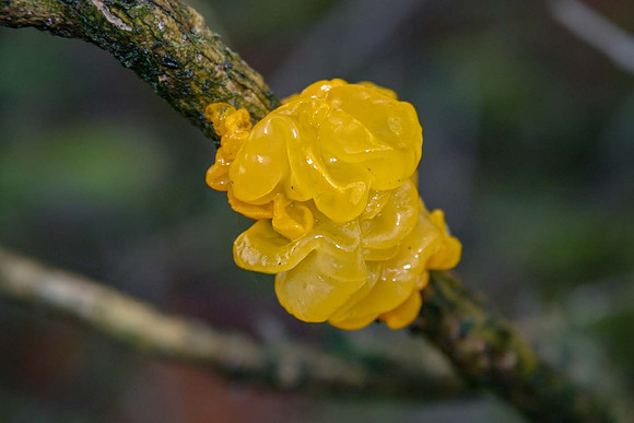 Witches Butter (Tremella mesentrica)
